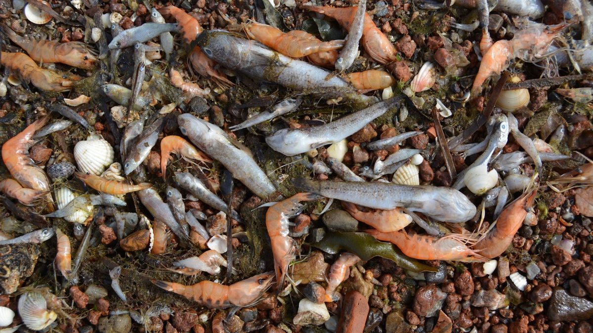 Katastrofa v největší slané laguně Evropy. Pláže plní mrtvé ryby
